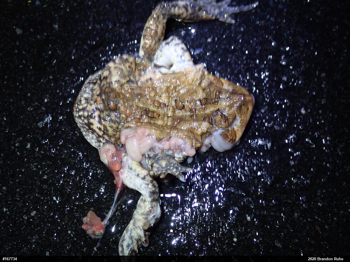 Eastern American Toad