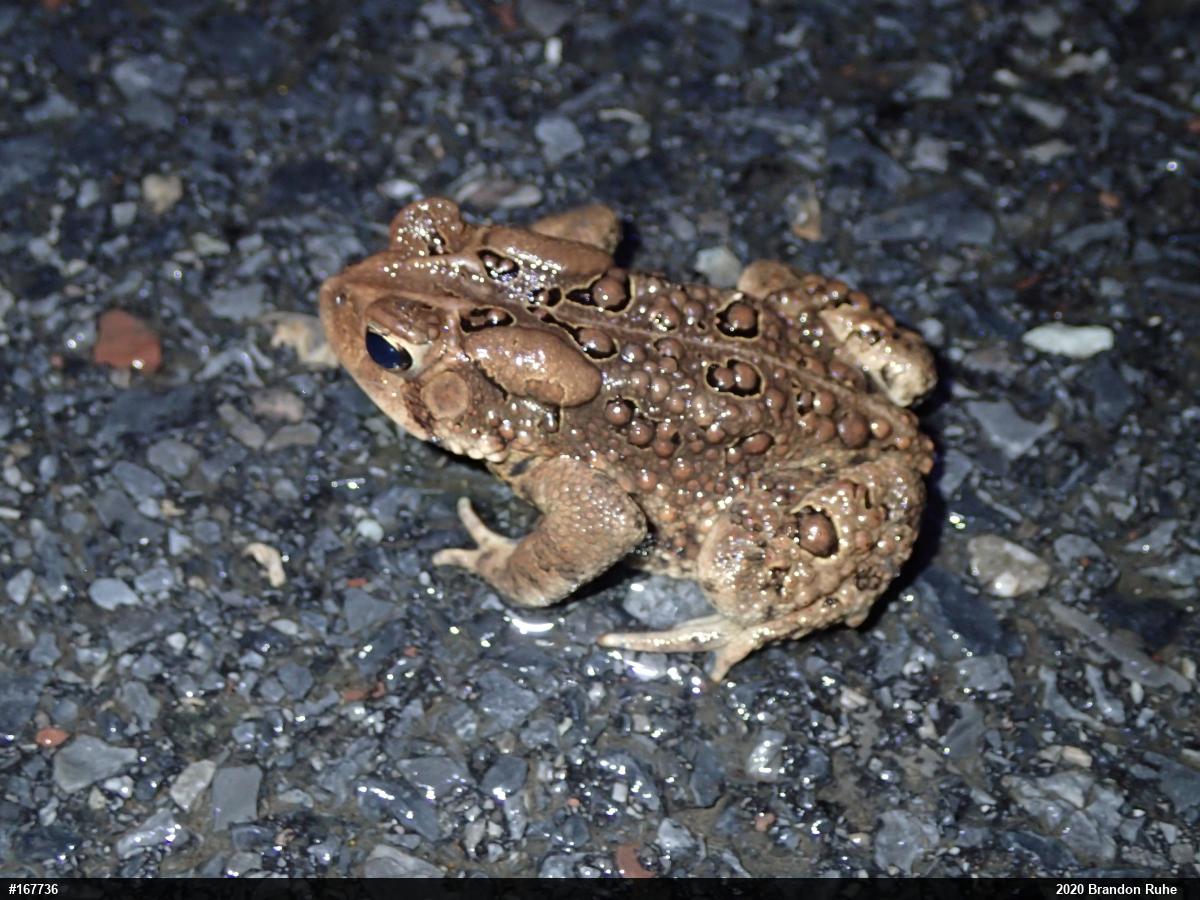 Eastern American Toad