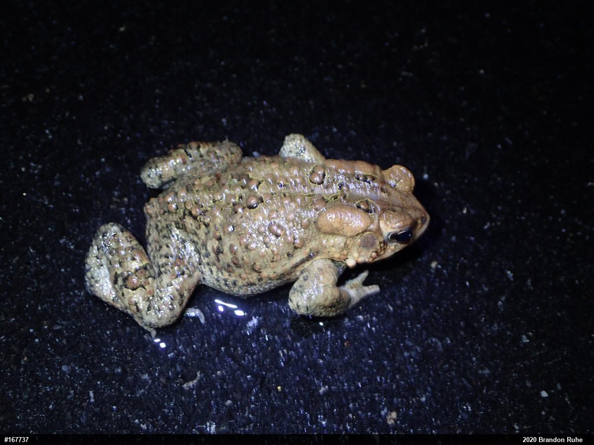 Eastern American Toad