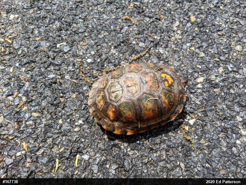 Eastern Box Turtle