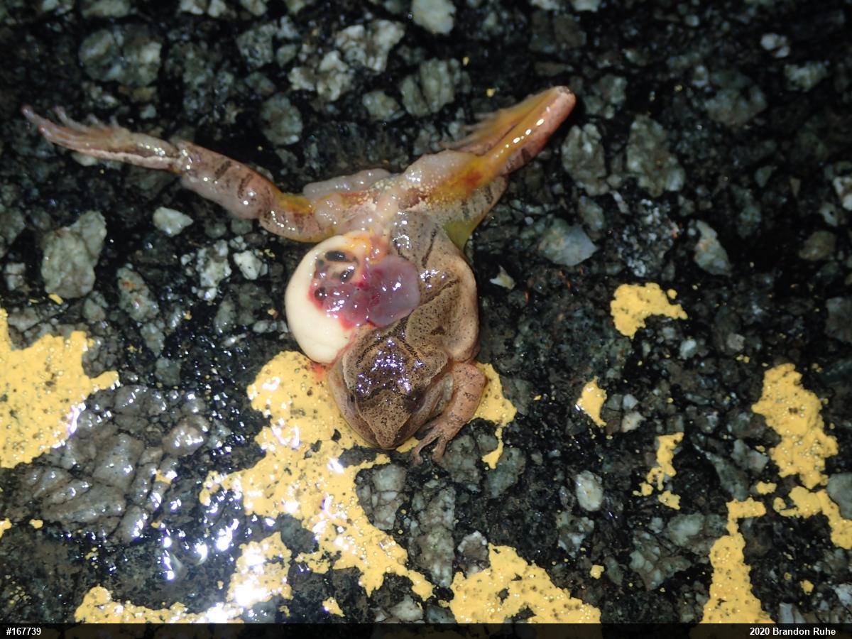 Spring Peeper