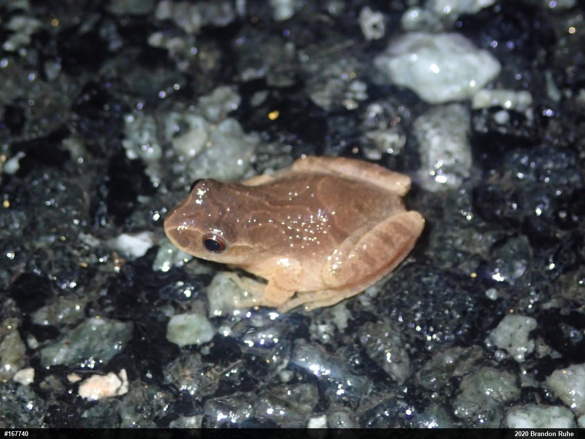 Spring Peeper