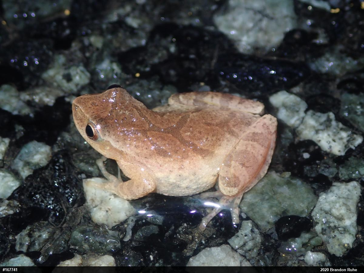 Spring Peeper