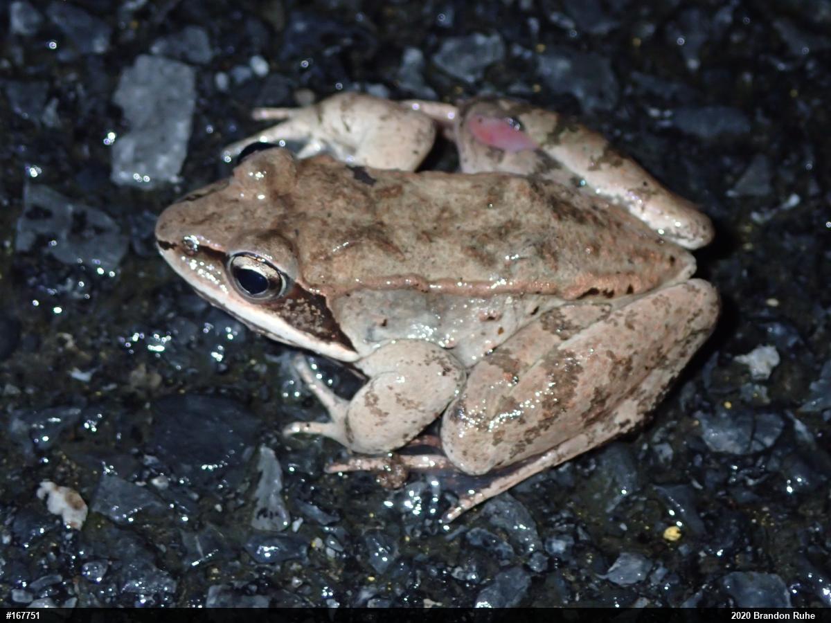 Wood Frog