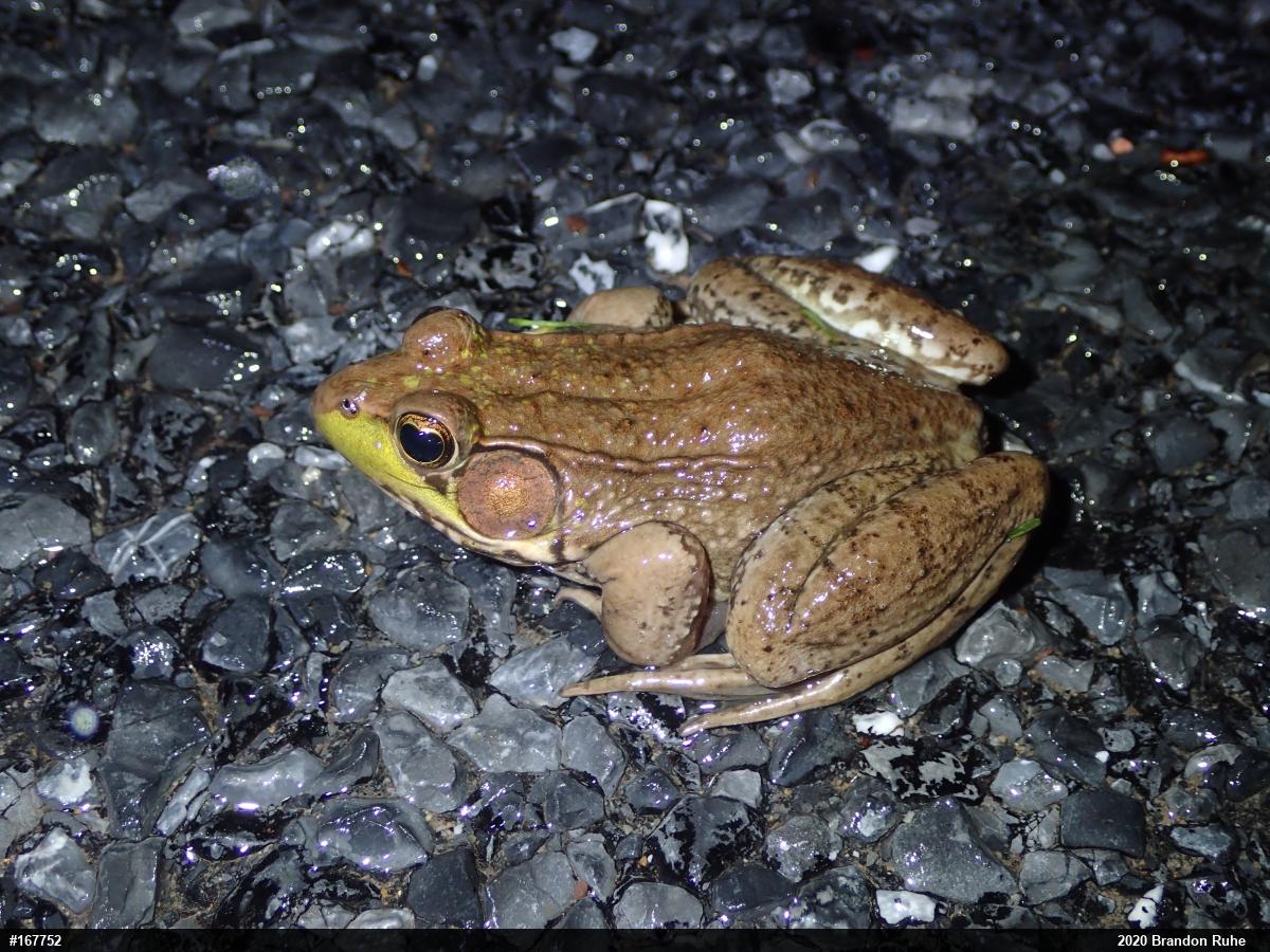 Green Frog