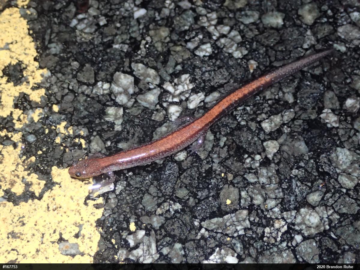 Eastern Red-backed  Salamander