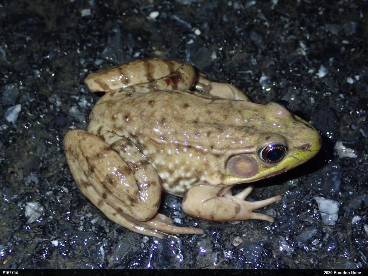 Green Frog
