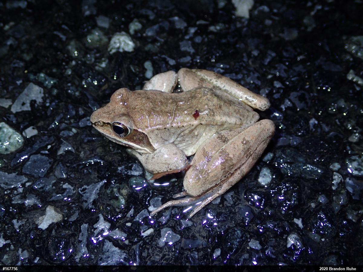 Wood Frog