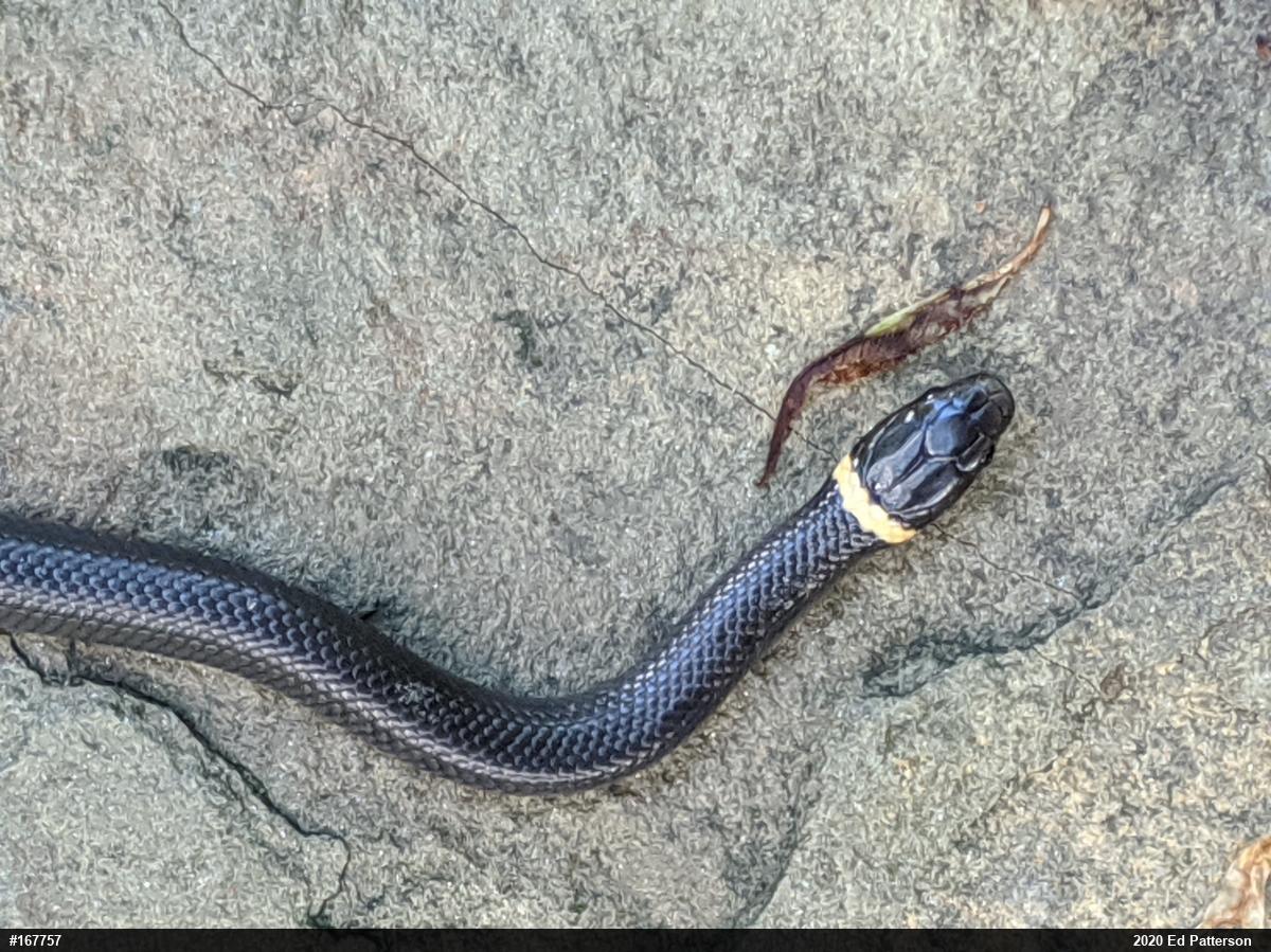 Northern Ring-necked Snake