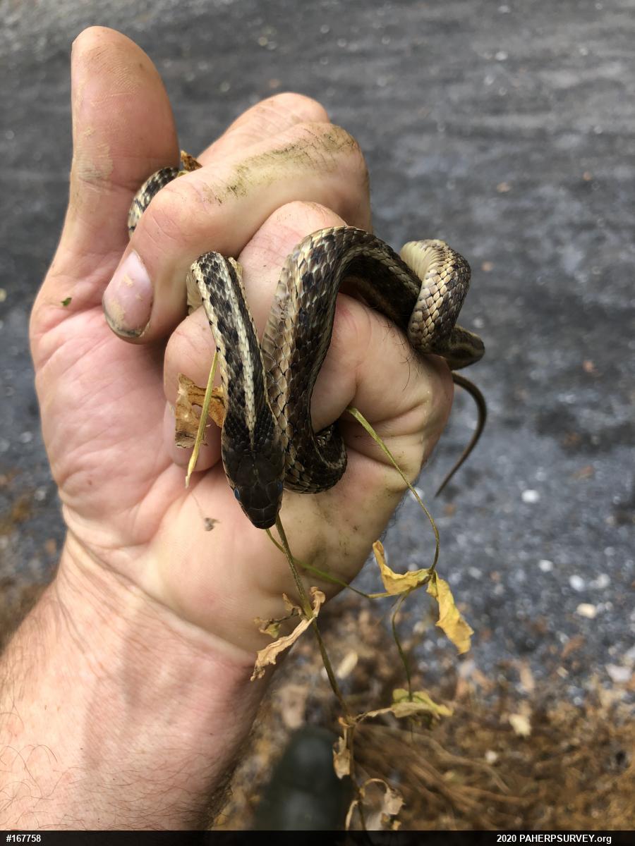 Eastern Gartersnake