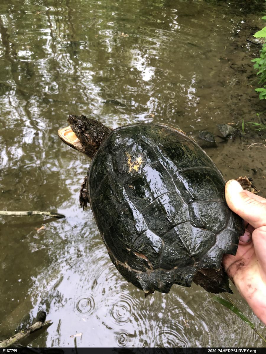 Snapping Turtle