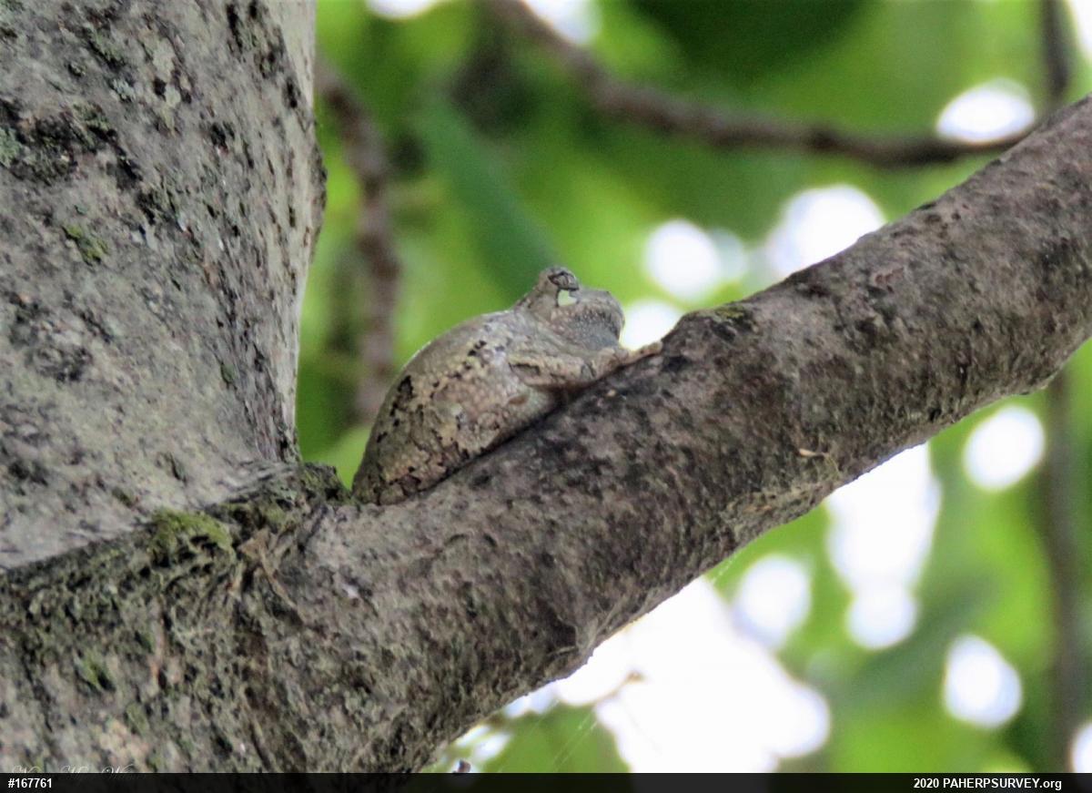 Unknown Gray Treefrog