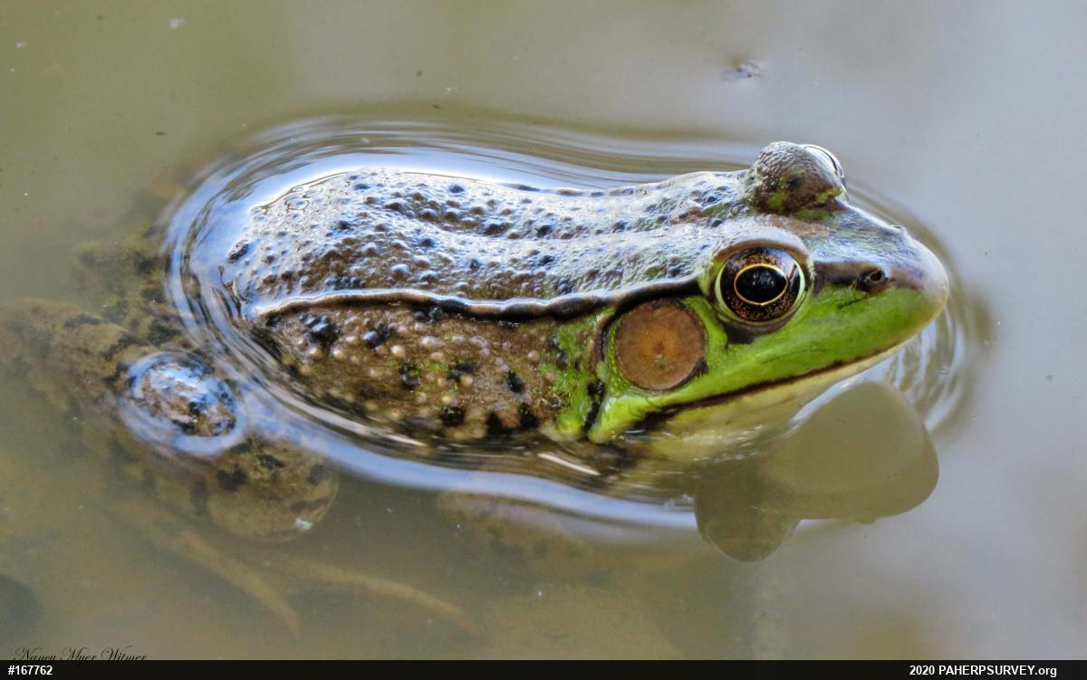 Green Frog
