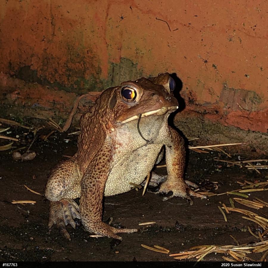 Eastern American Toad