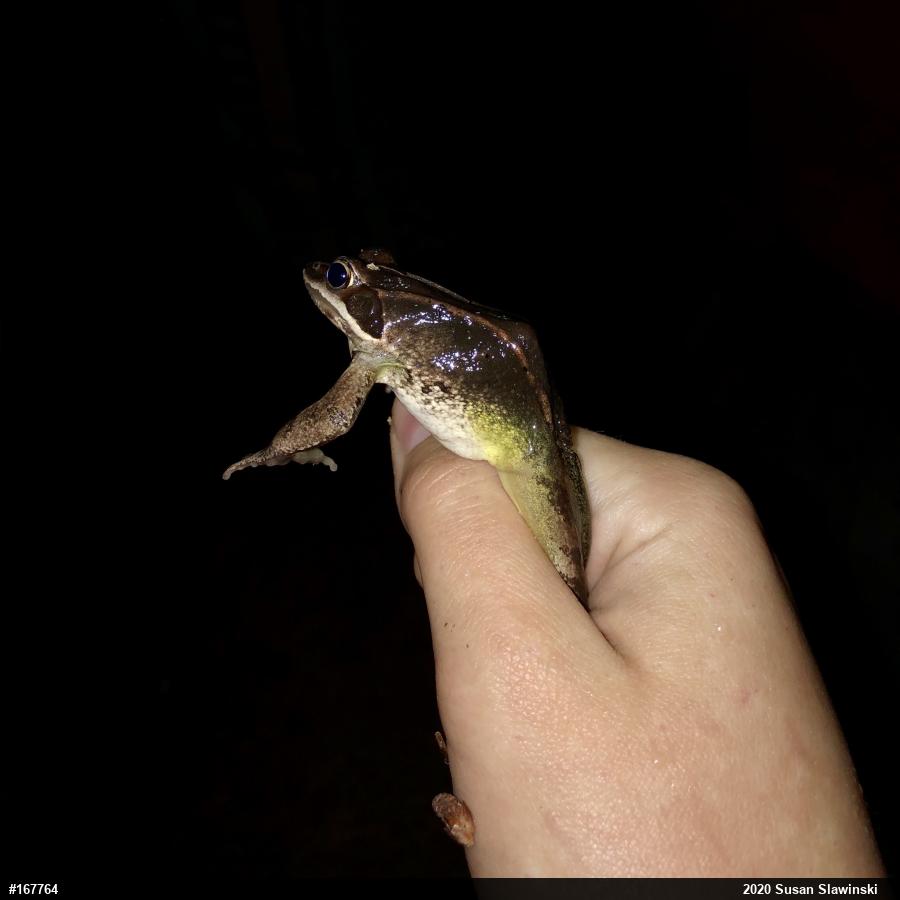 Wood Frog