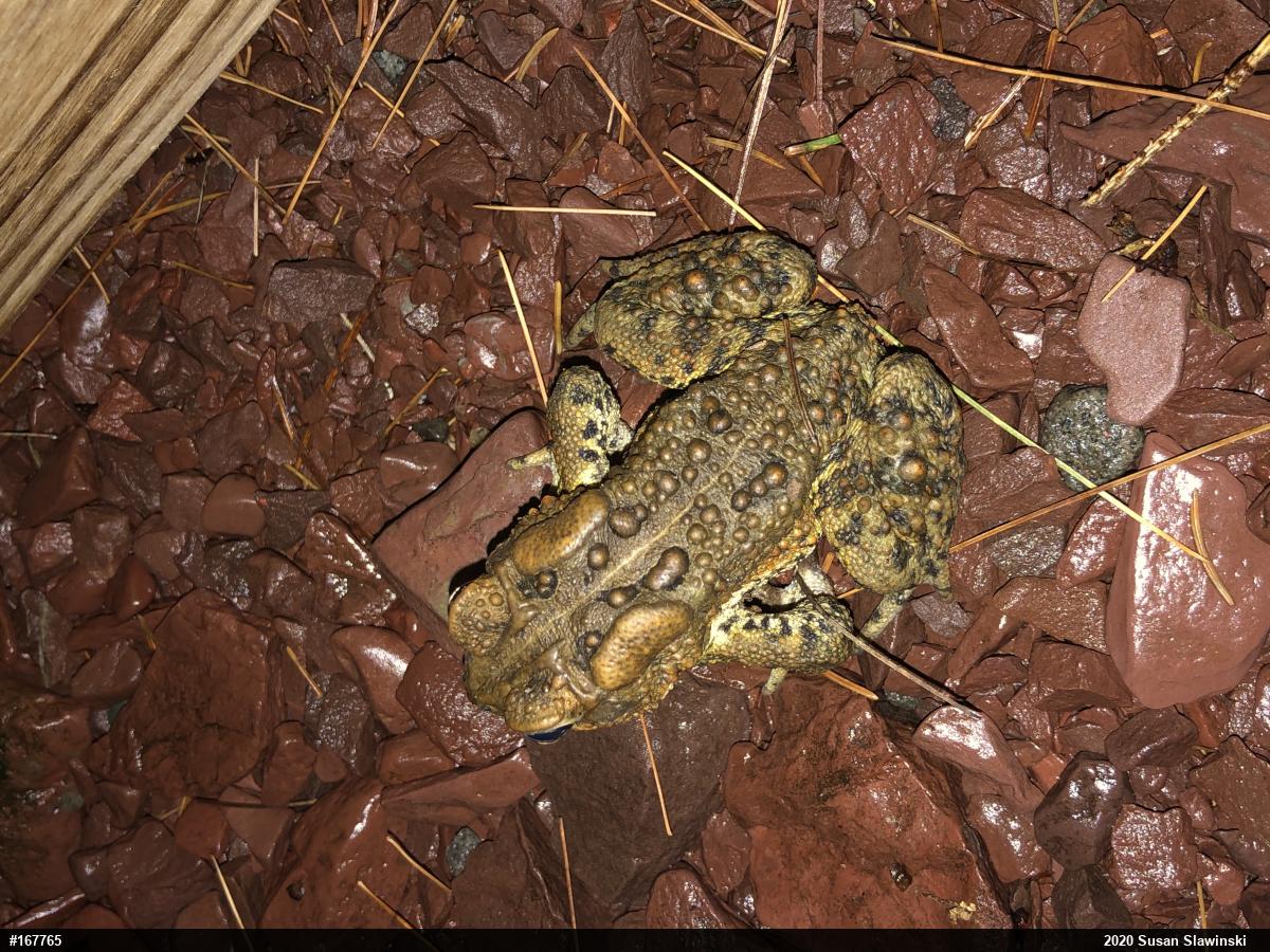 Eastern American Toad