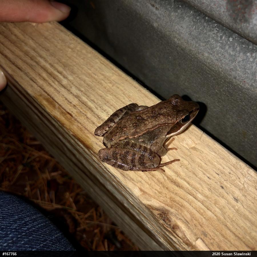 Wood Frog