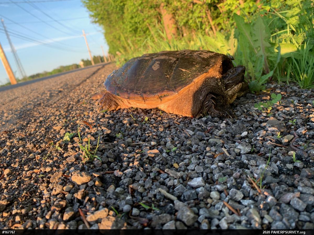 Snapping Turtle