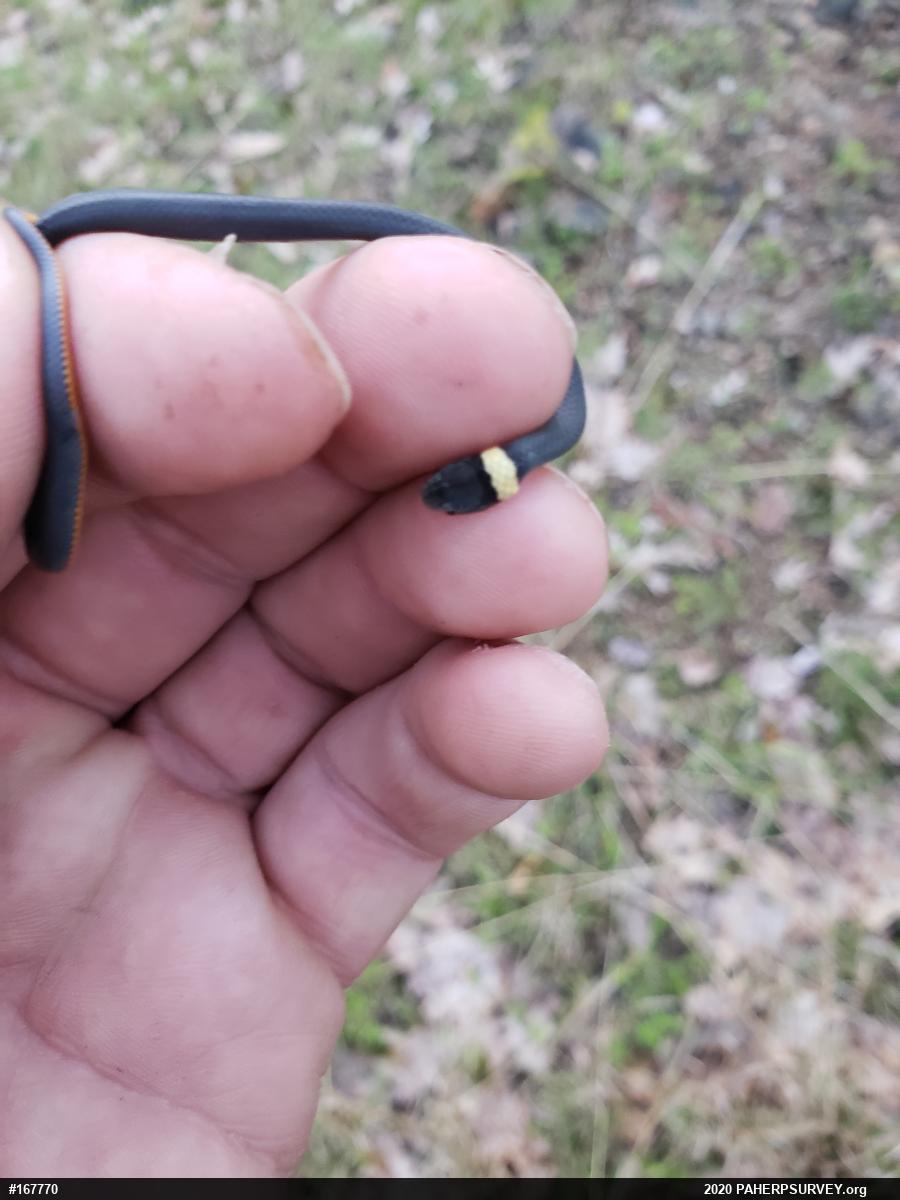 Northern Ring-necked Snake
