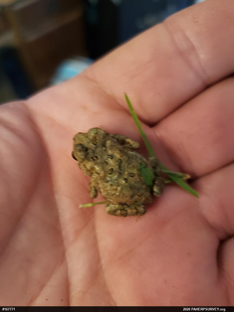 Eastern American Toad