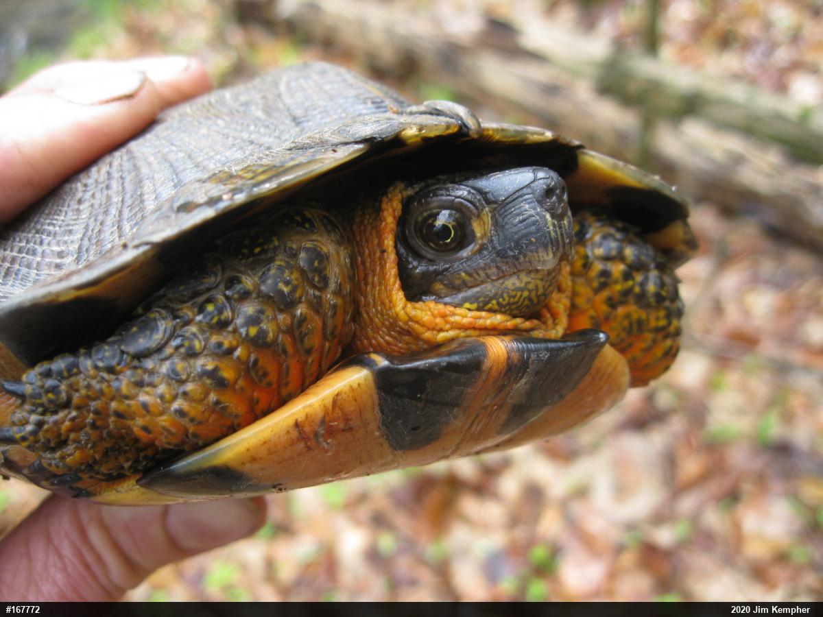 Wood Turtle