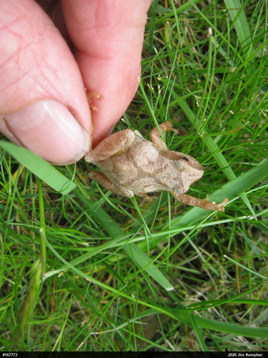 Spring Peeper