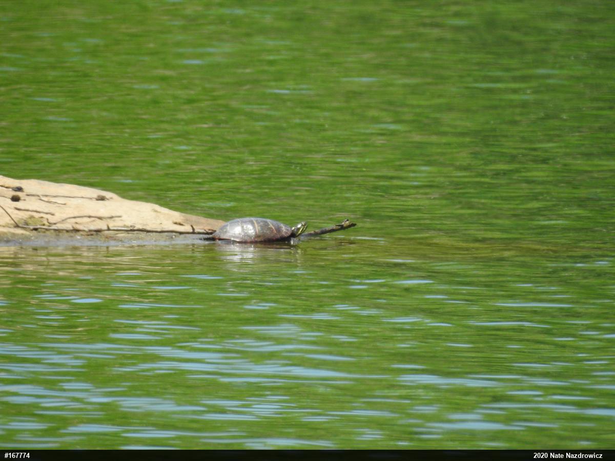 Painted Turtle