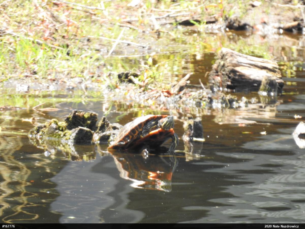 Red-eared Slider