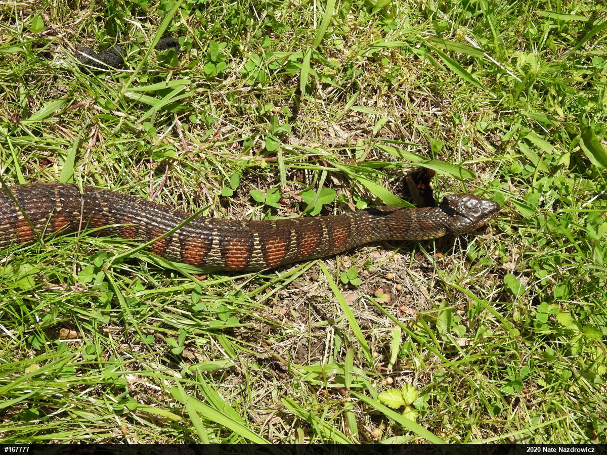 Northern Watersnake