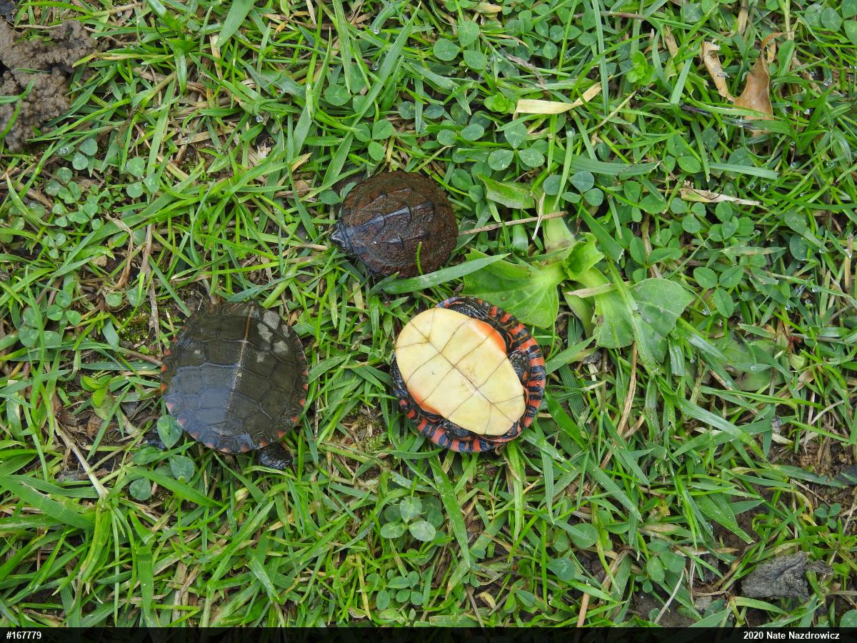 Painted Turtle