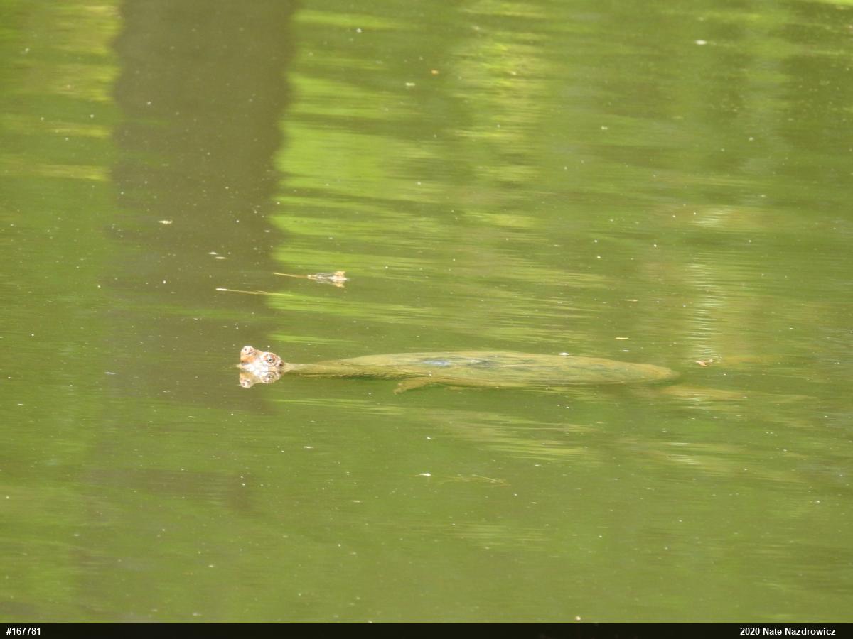 Snapping Turtle