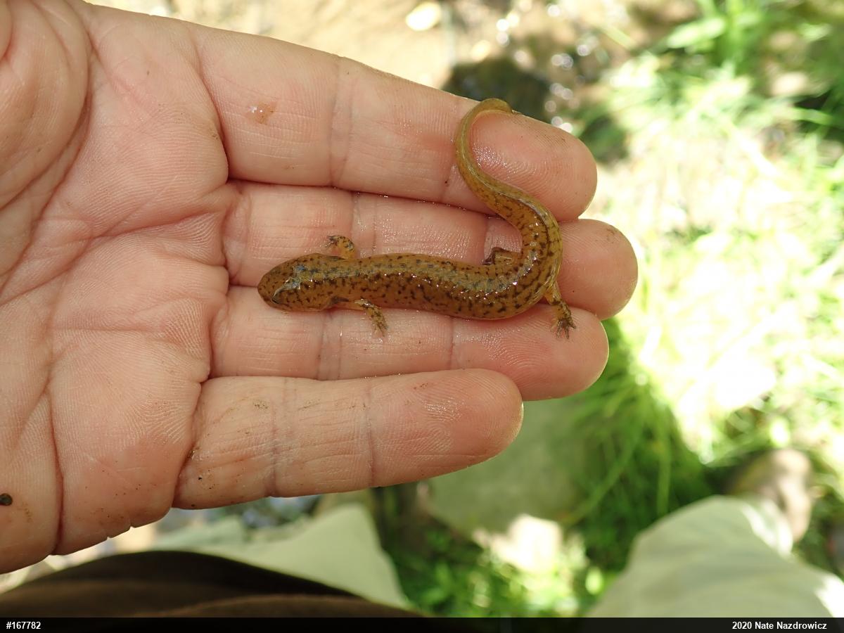 Northern Red Salamander
