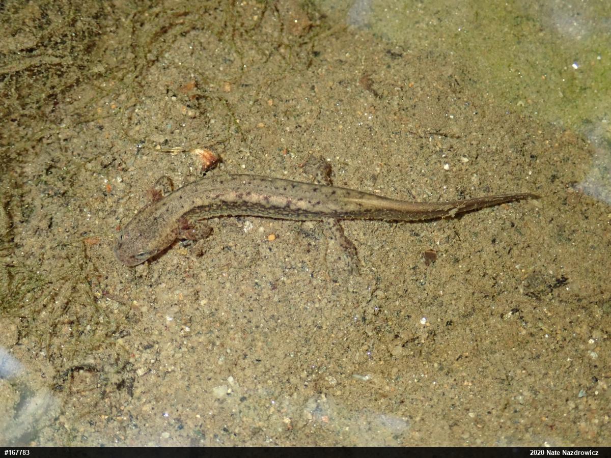 Northern Two-lined Salamander