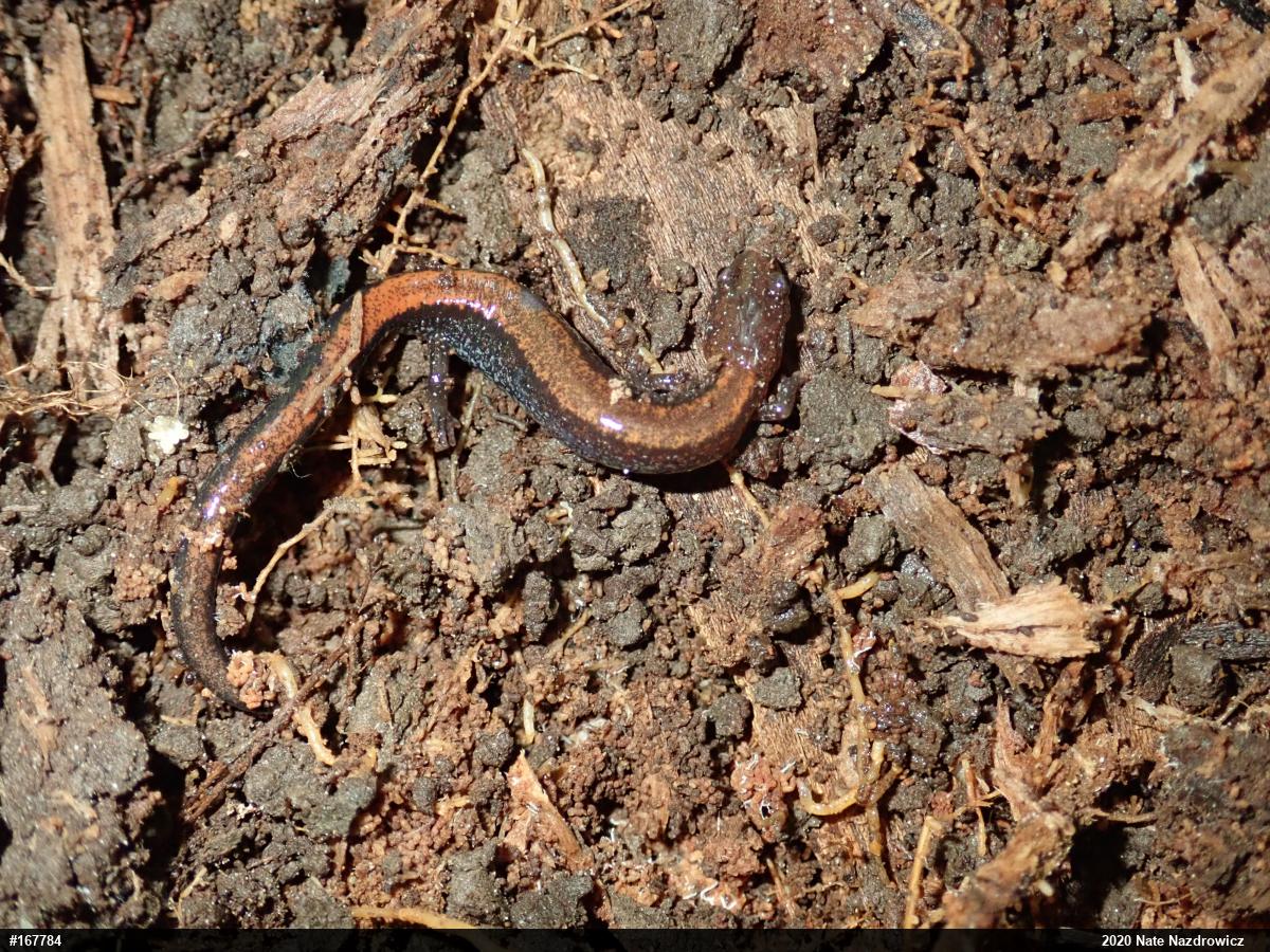 Eastern Red-backed  Salamander