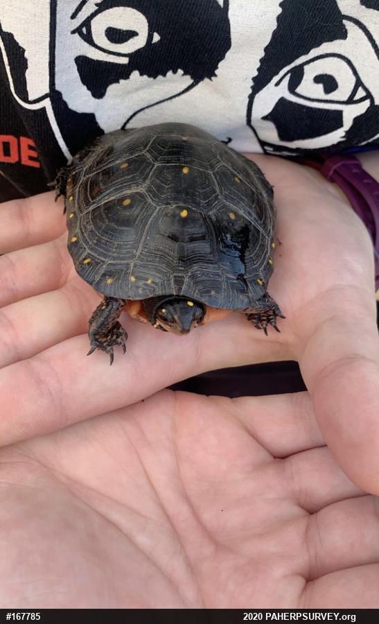 Spotted Turtle