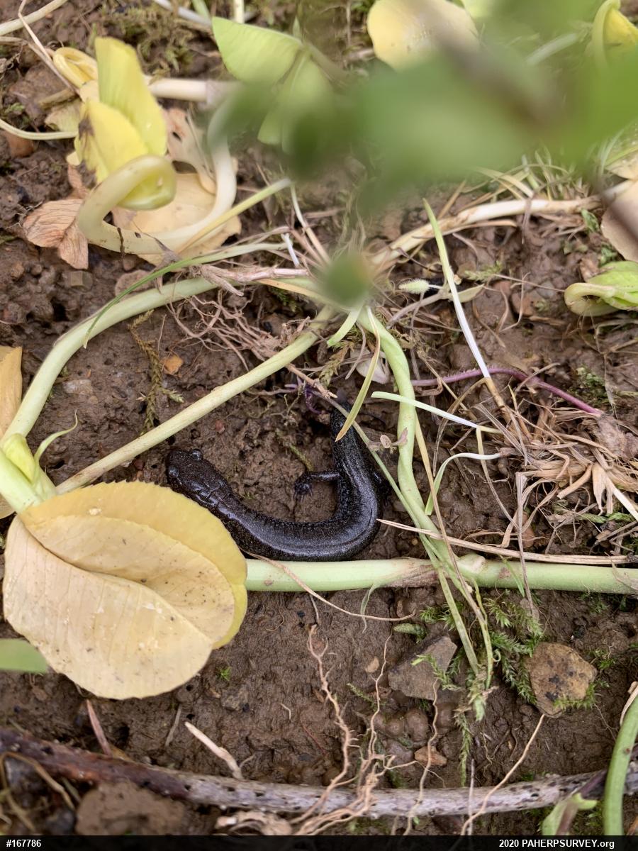 Eastern Red-backed  Salamander