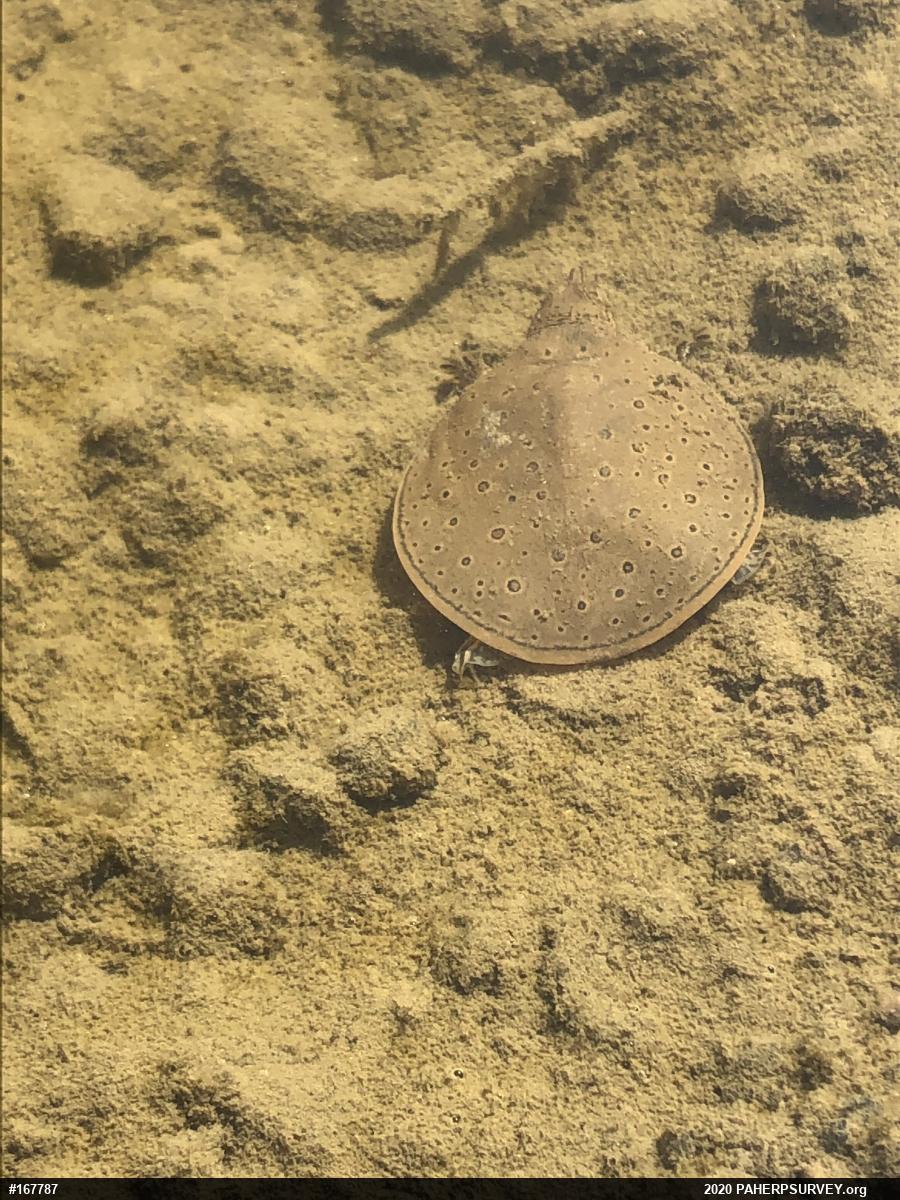 Eastern Spiny Softshell