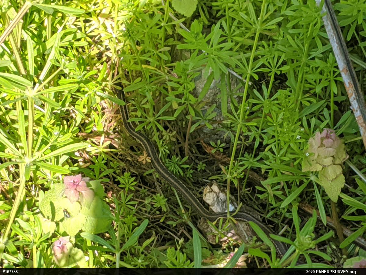 Eastern Gartersnake