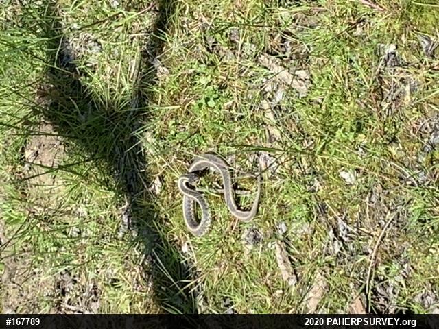 Eastern Gartersnake
