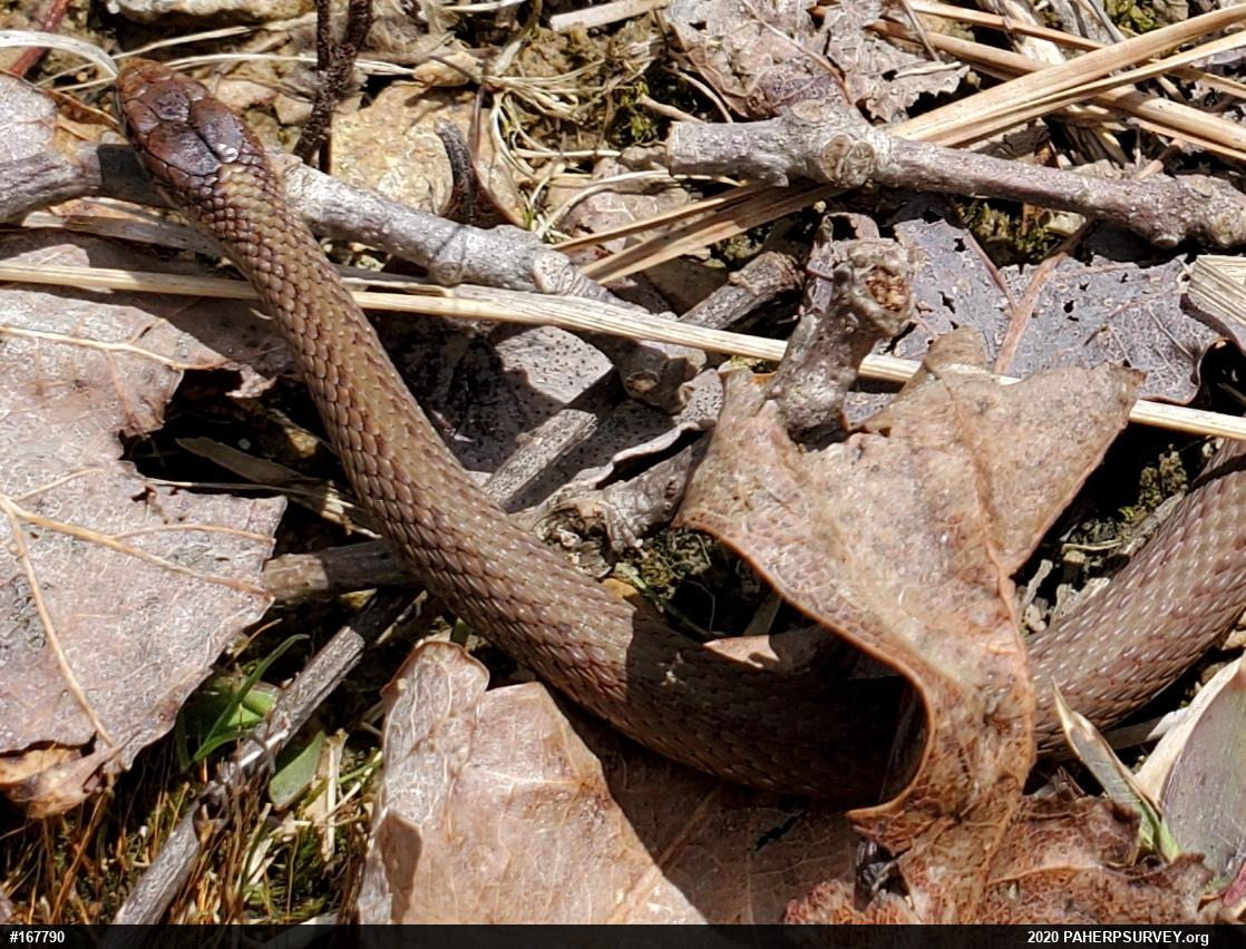 Red-bellied Snake
