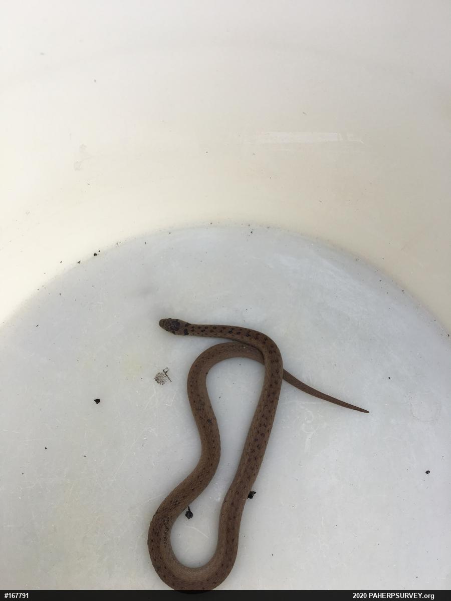 Dekay's Brownsnake