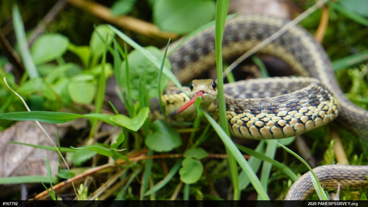 Eastern Gartersnake