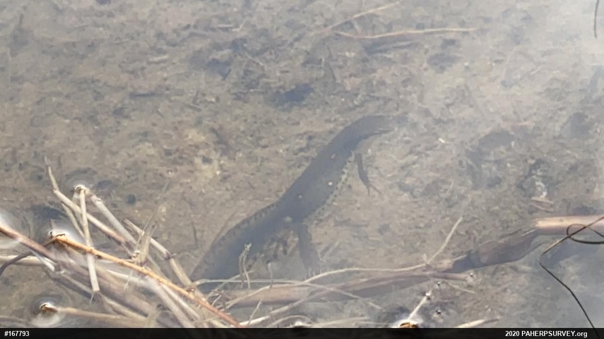 Red-spotted Newt