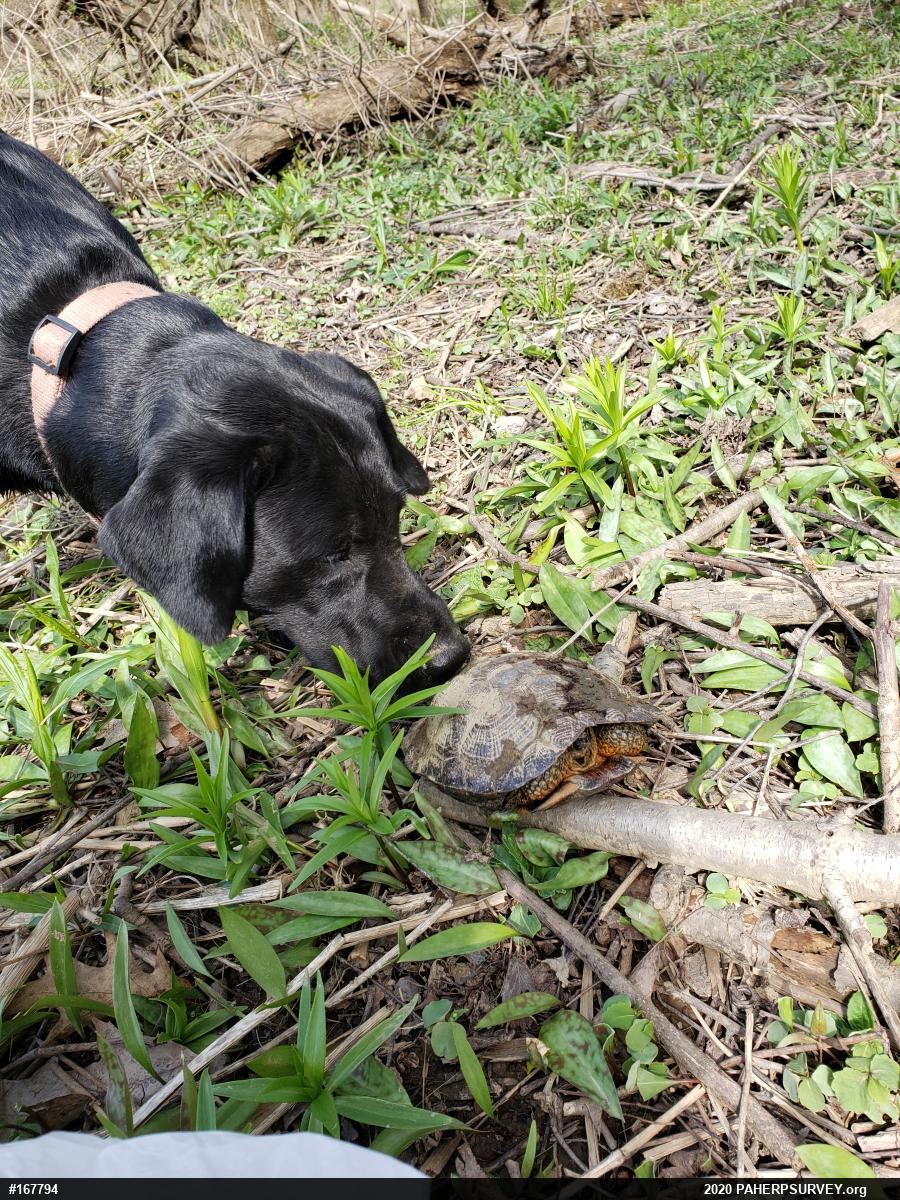 Wood Turtle