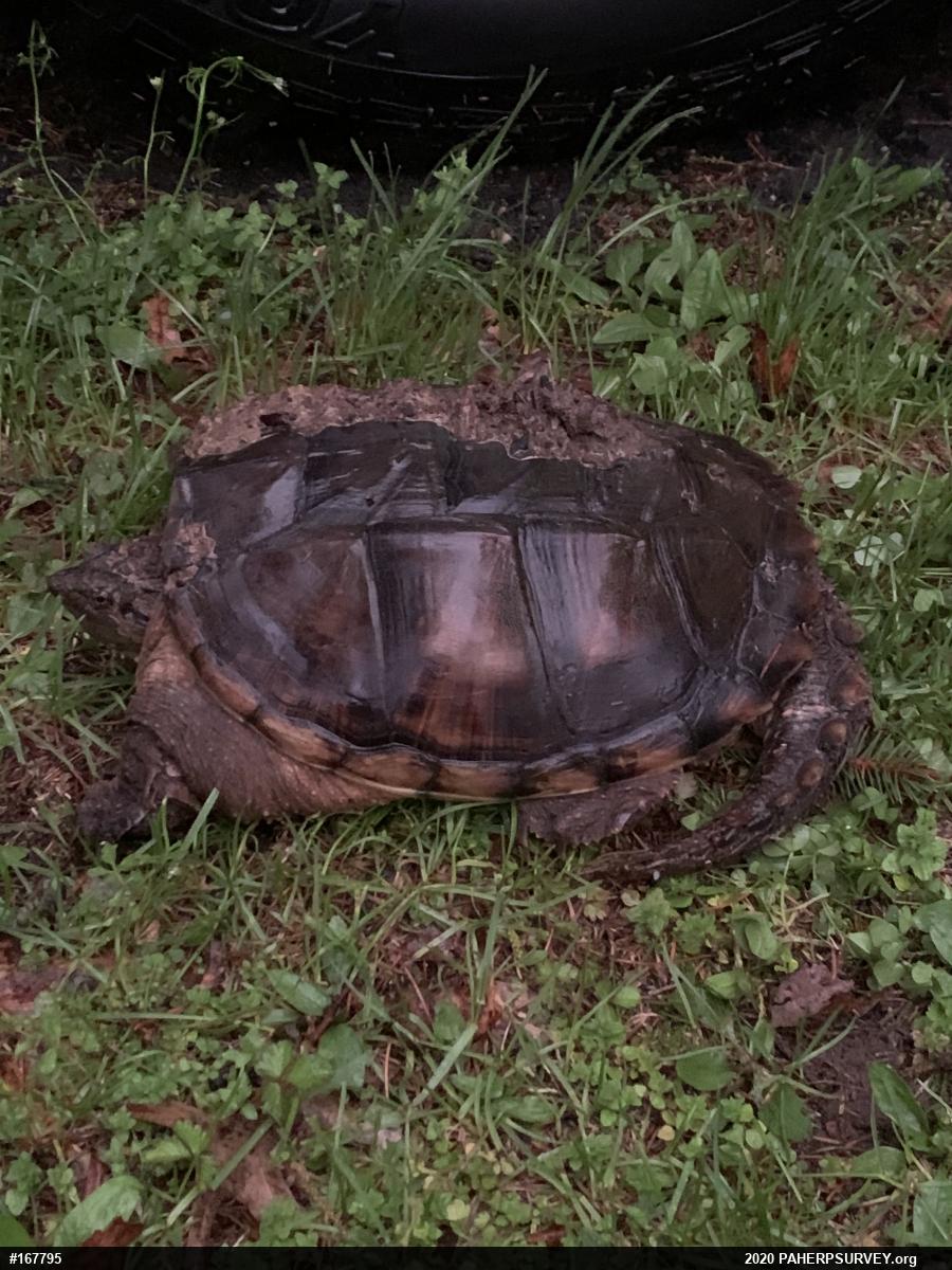 Snapping Turtle
