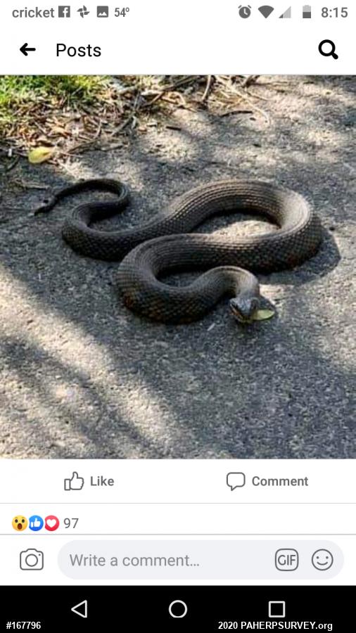 Northern Watersnake