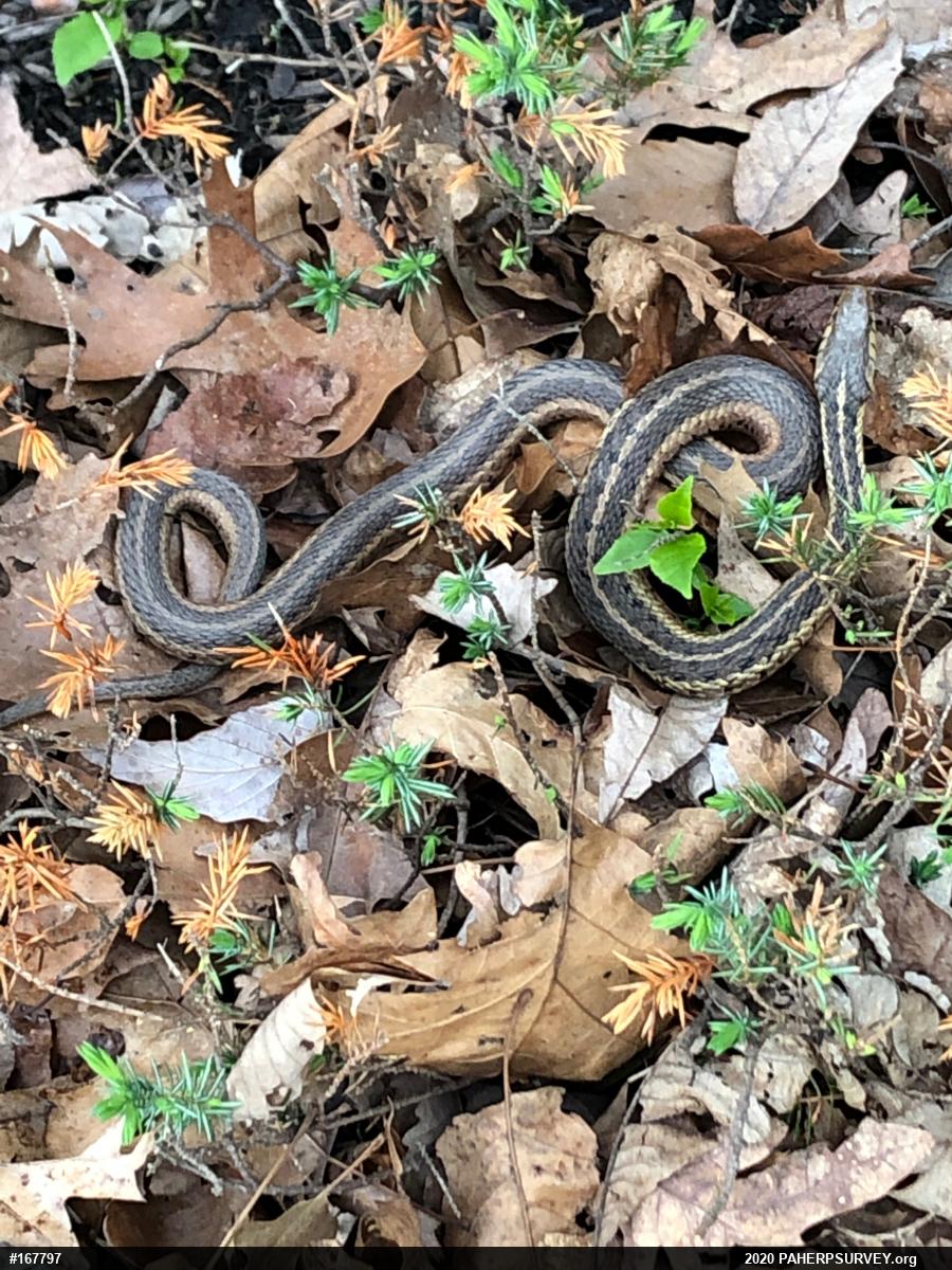 Eastern Gartersnake