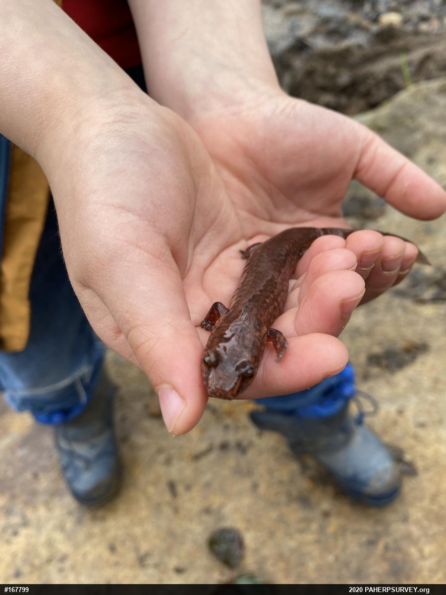 Northern Spring Salamander