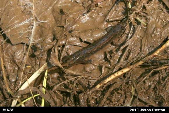 Northern Dusky Salamander