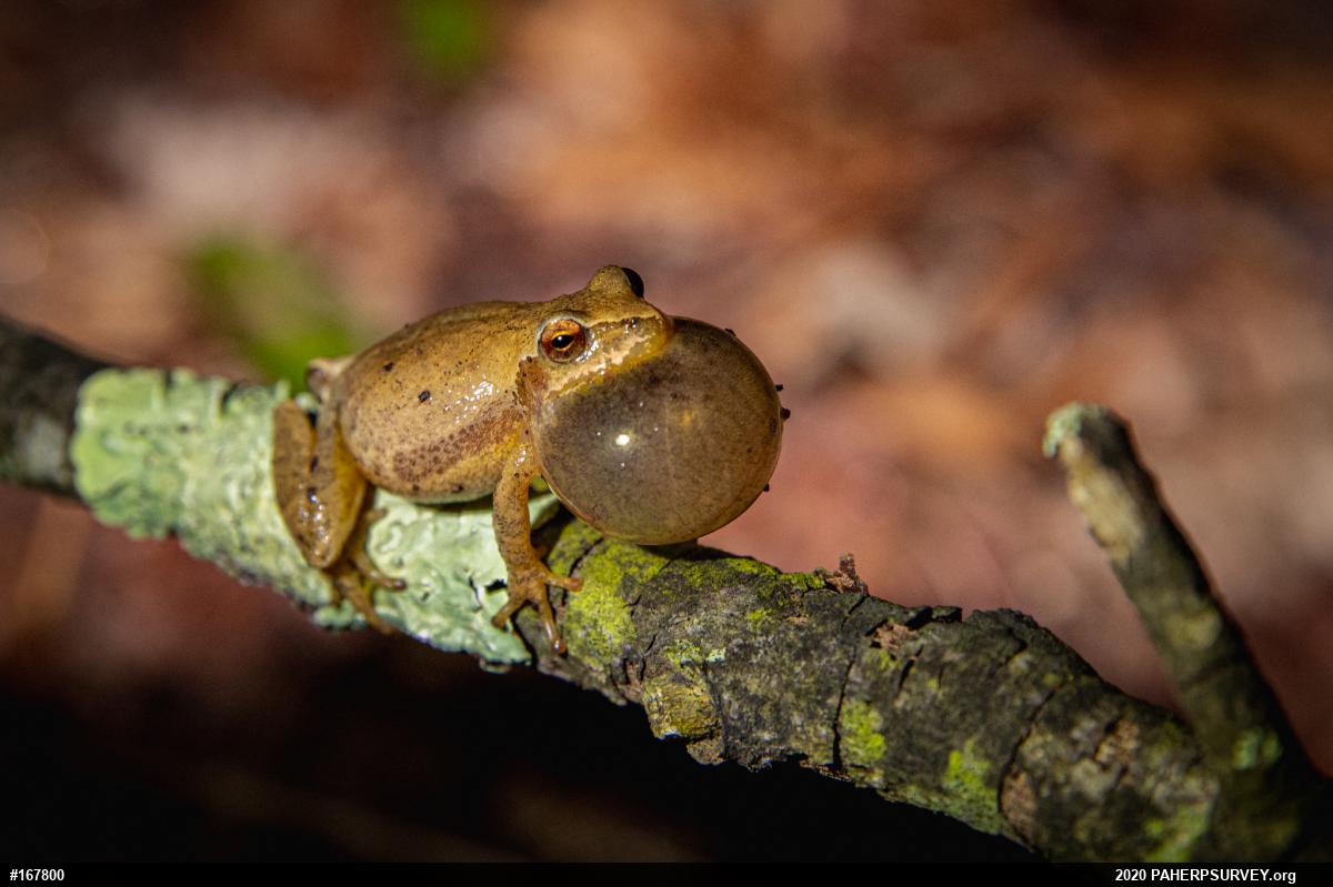 Spring Peeper